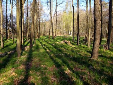 the shadows of the trees 