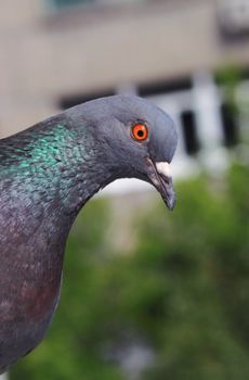 dove on the balcony