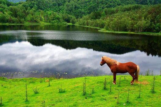 A brown horse looking at the view over a valley and a lake