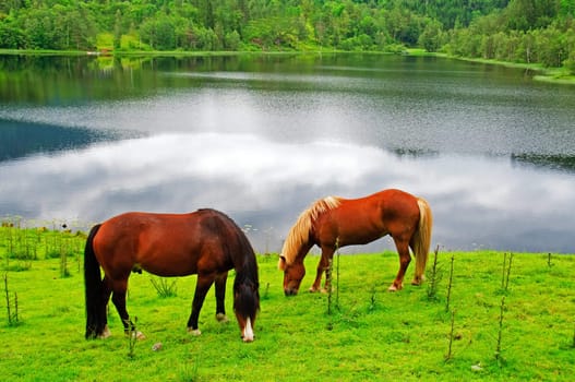 Two horses on a meadow by a lake