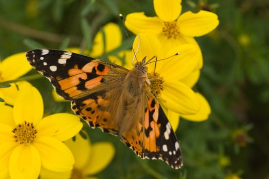 Painted lady sitting on yellow flowers in summer