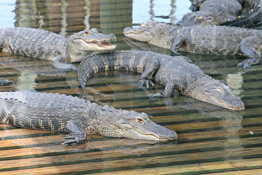 A lot of Alligators laying on wood in water