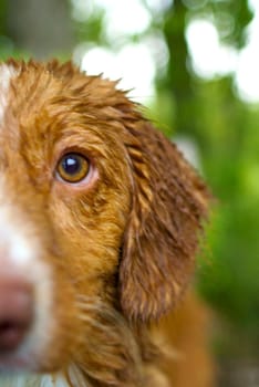 Nova Scotia Duck Toller dog in a forest closeup