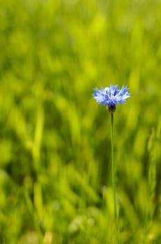 Flowery green field with a flower closeup