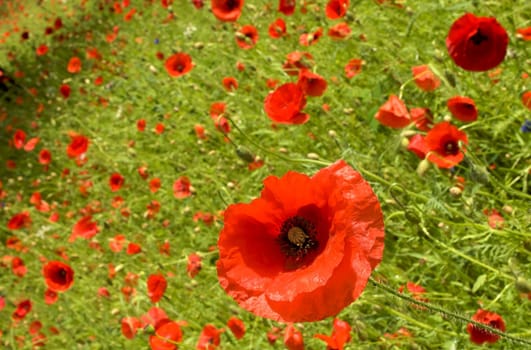 Flowery field filled with red poppies