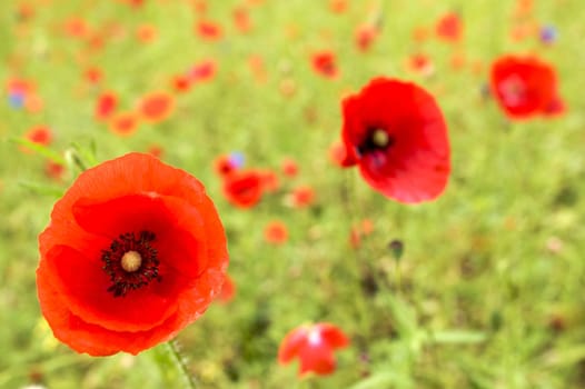 Flowery field filled with red poppies