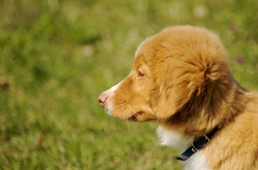 Young Nova Scotia Duck Toller puppy playing in grass