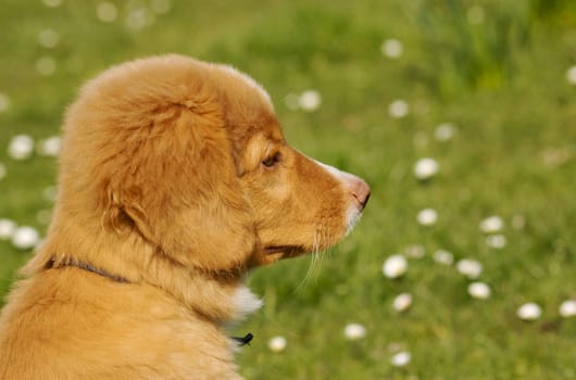 Young Nova Scotia Duck Toller puppy playing in grass