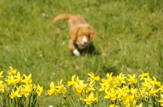 Young Nova Scotia Duck Toller puppy playing in grass