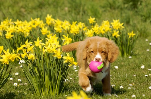 Young Nova Scotia Duck Toller puppy playing in grass