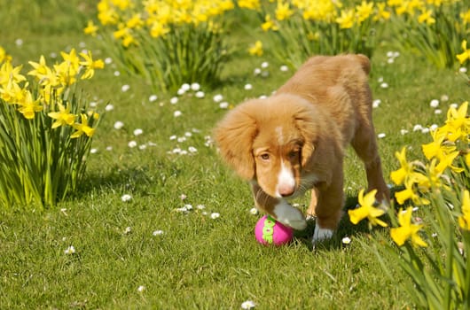 Young Nova Scotia Duck Toller puppy playing in grass