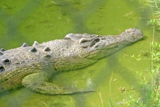 A close-up of an alligator laying in water