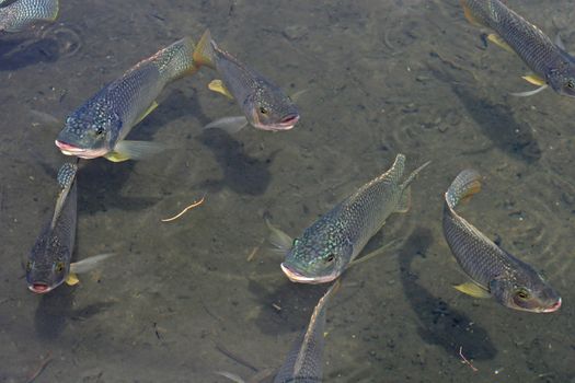 A lot of fish swimming in water.