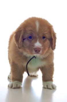 Nova Scotia Duck Toller puppy isolated on white