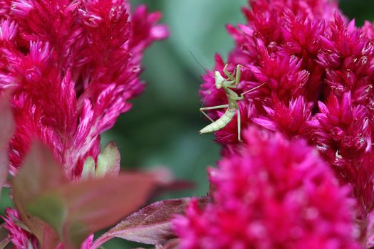 Baby Praying Mantis in a flower garden. 