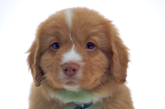 Nova Scotia Duck Toller puppy isolated on white