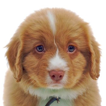 Nova Scotia Duck Toller puppy isolated on white