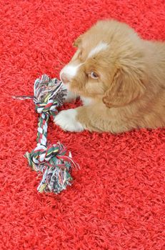 Nova Scotia Duck Toller puppy on a red carpet