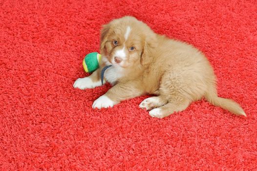 Nova Scotia Duck Toller puppy on a red carpet