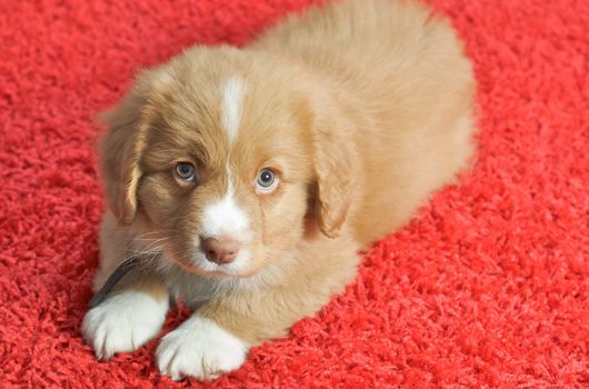 Nova Scotia Duck Toller puppy on a red carpet