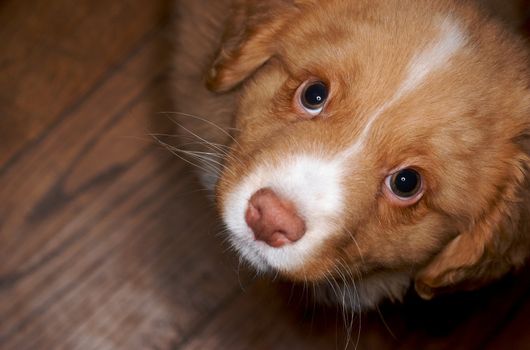 Nova Scotia Duck Toller puppy on wooden floor