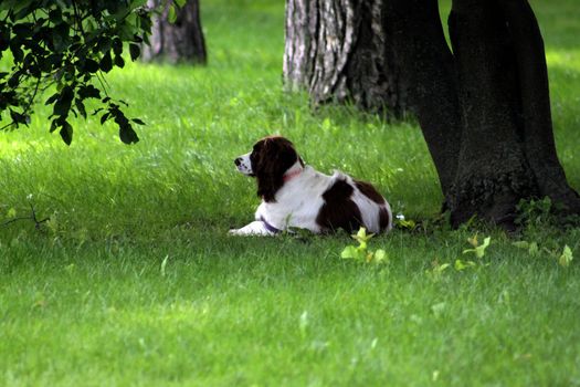 Dog taking well deserved rest under a tree