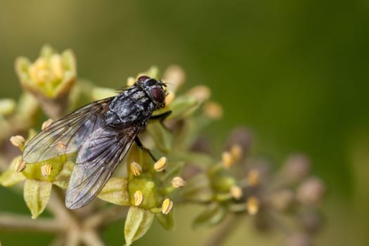 House fly sucking nectar from Common Ivy (Hedera helix) flowers.