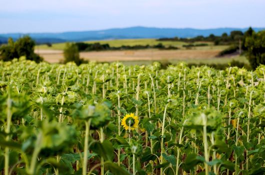 Sunflower field in central France at dusk