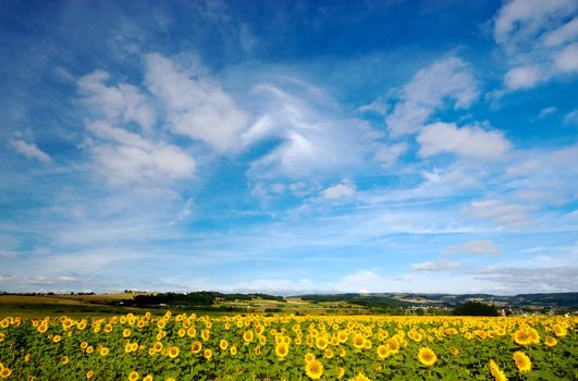 Sunflower field in central France on a sunny day