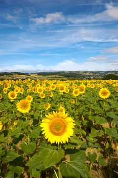 Sunflower field in central France on a sunny day