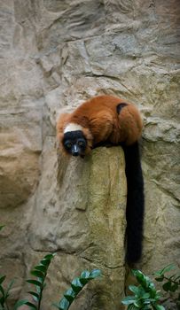 Furry lemur on a rock with long black tail looking straight ahead.