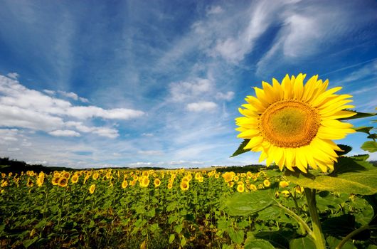 Sunflower field in central France on a sunny day