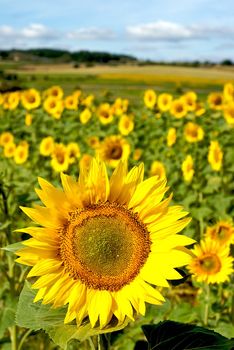 Sunflower field in central France on a sunny day