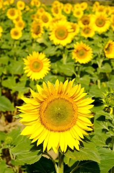 Sunflower field in central France on a sunny day