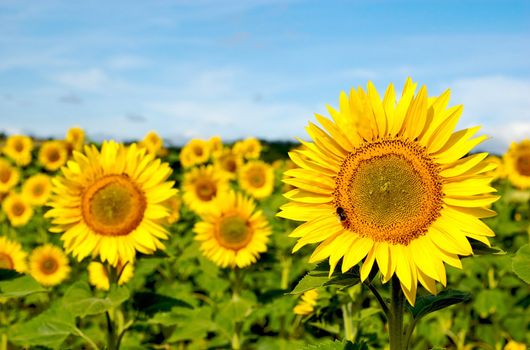 Sunflower field in central France on a sunny day