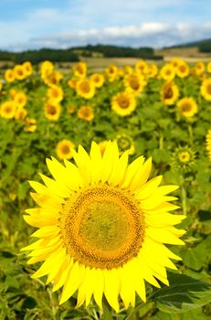 Sunflower field in central France on a sunny day