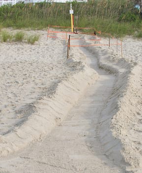 Endangered Seat Turtle Nest guarded by ropes at Emerald Isle, North Carolina.  A pathway dug into the sand by volunteers to help the hatchlings make it to the ocean.