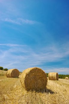 Wheat field in central France (Auvergne) in summer