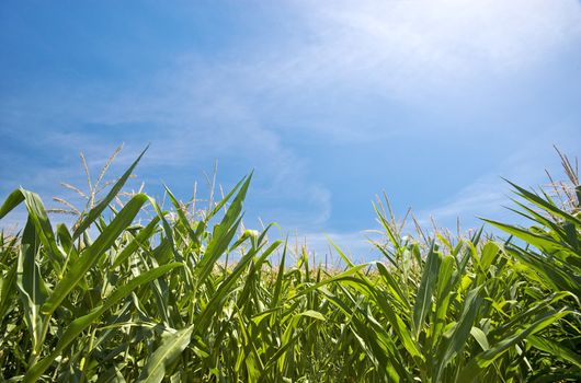 Corn field in central France (Auvergne) in summer