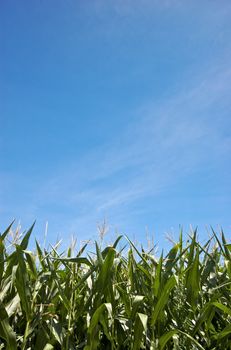 Corn field in central France (Auvergne) in summer