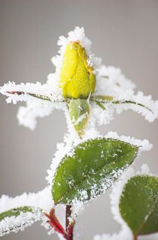 Winter plant