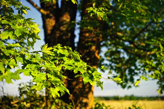 Green foliage illuminated by the bright light of the sun