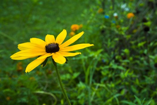 Yellow coneflower shining on a green field.