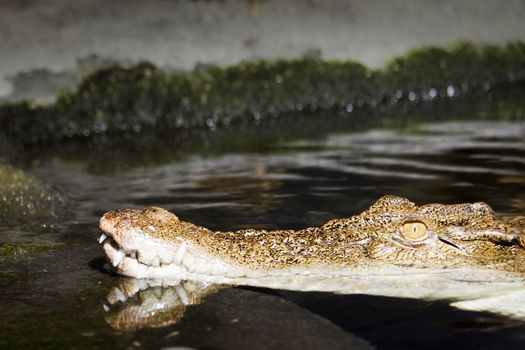 Izzy the Alligator - photographed at the National Aquarium of New Zealand
