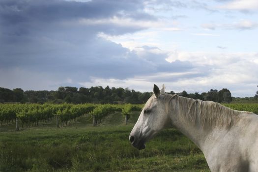 A horse stands guard over a vineyard
