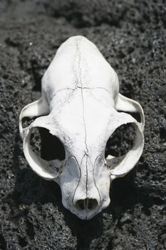 An animal skull bleached by the sun on Rangitoto Island, Hauraki Gulf, New Zealand