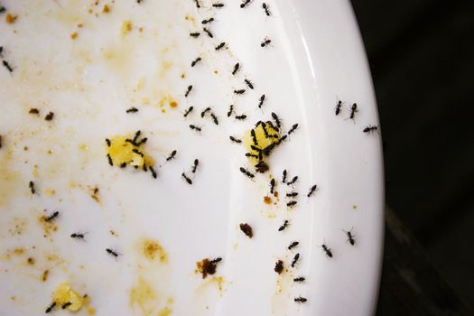 Ants on a dinner plate