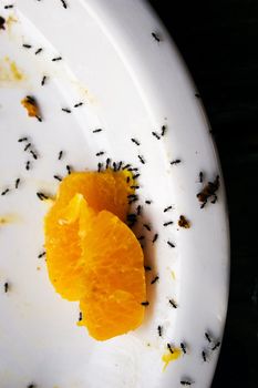 Ants on a dinner plate