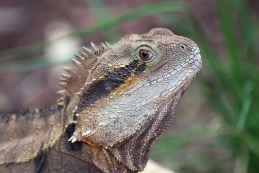 The Australian Water Dragon, Physignathus lesueurii, is an arboreal agamid species native to Eastern Australia from Victoria north to Queensland.
Long powerful limbs built for swimming with a prominent nuchal and vertebral crest.