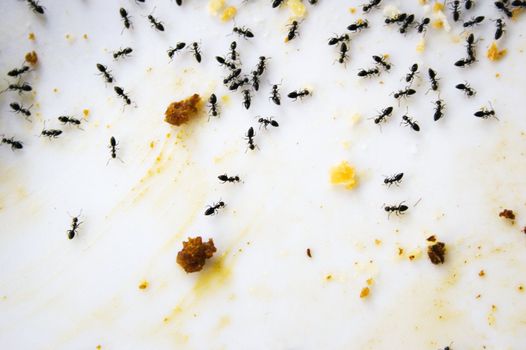 Ants on a dinner plate